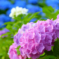 梅雨季的美景：紫陽花