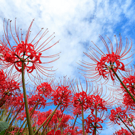 彼岸花（曼珠沙華）