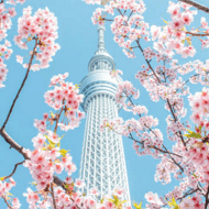 已實施：進出日本開始收取「國際觀光旅客稅」