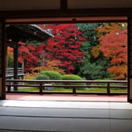 京阪賞楓人氣景點