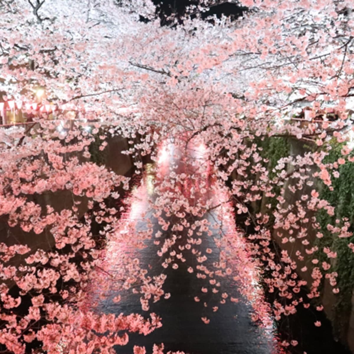 春天的儀式感 「花見(はなみ)」