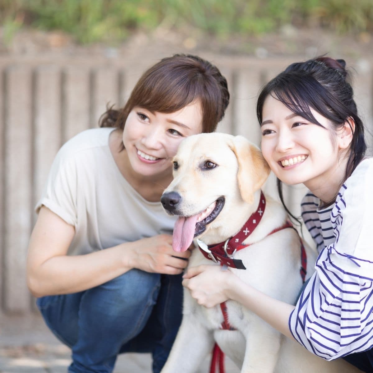【愛犬族意見大調查】東京23區最想和愛犬一起居住的區域排行榜！