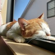 公寓大廈寵物飼養規範
