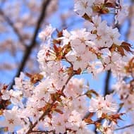 花見最前線：東京賞櫻名所