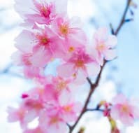 花見最前線：京都賞櫻名所