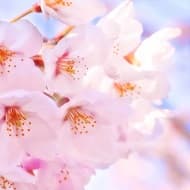 花見最前線：大阪賞櫻名所
