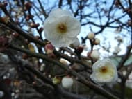梅花季